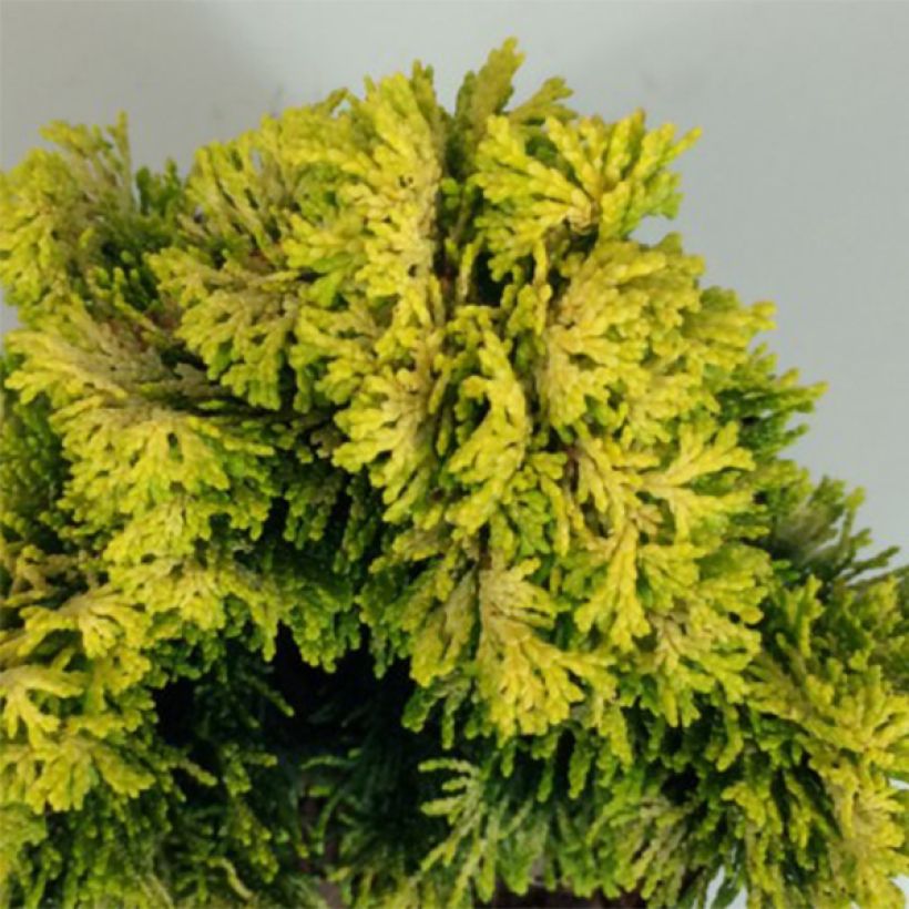 Chamaecyparis obtusa Andorra - Faux cyprès hinoki du Japon                    (Foliage)