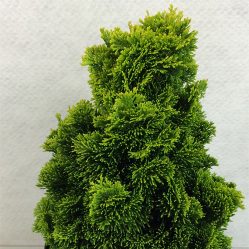 Chamaecyparis obtusa Aurora - Faux cyprès hinoki du Japon nain (Plant habit)
