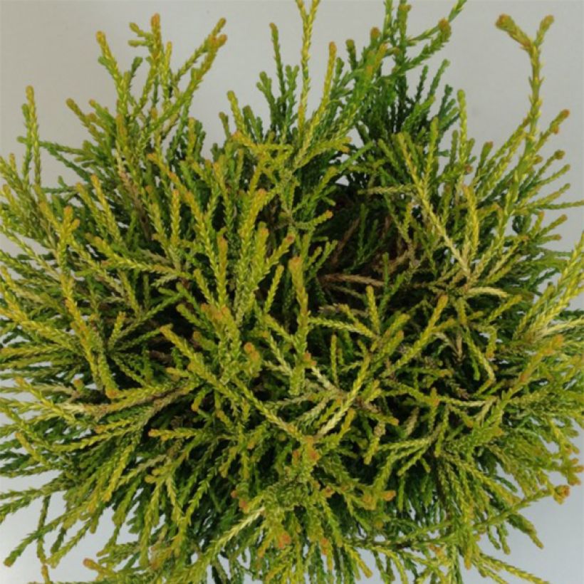 Chamaecyparis obtusa Gitte - Faux cyprès hinoki du Japon nain                     (Foliage)