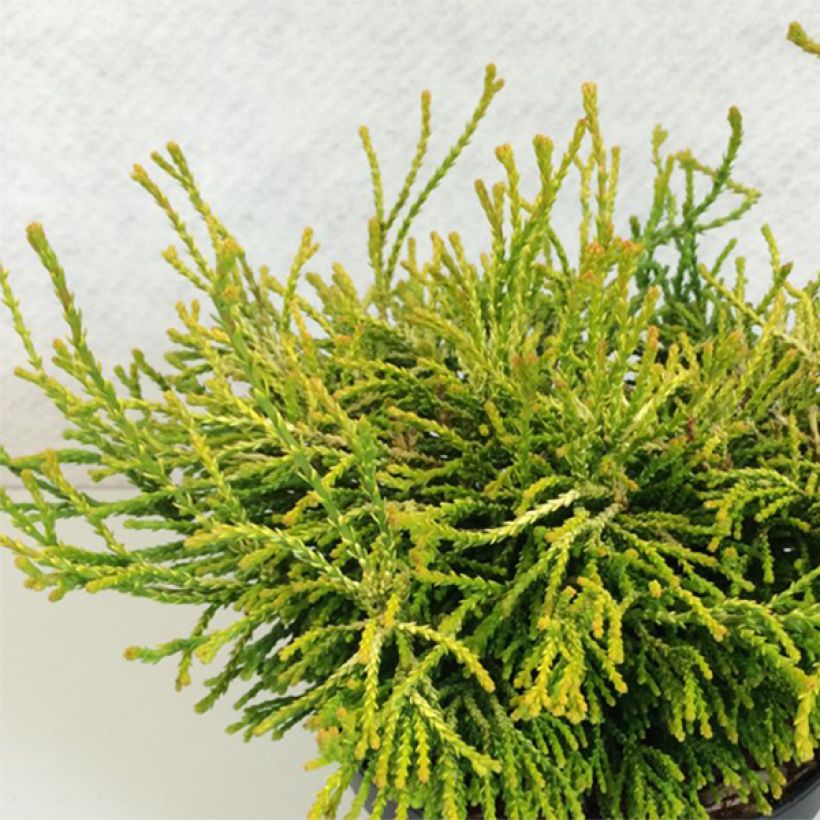Chamaecyparis obtusa Gitte - Faux cyprès hinoki du Japon nain                     (Plant habit)