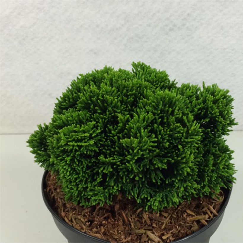 Faux cyprès du Japon - Chamaecyparis obtusa Juniperoides               (Plant habit)