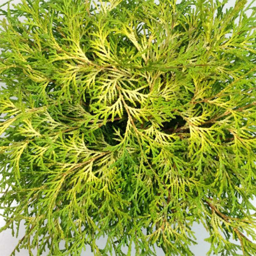 Chamaecyparis obtusa Kamarachiba - Faux cyprès hinoki du Japon                (Foliage)