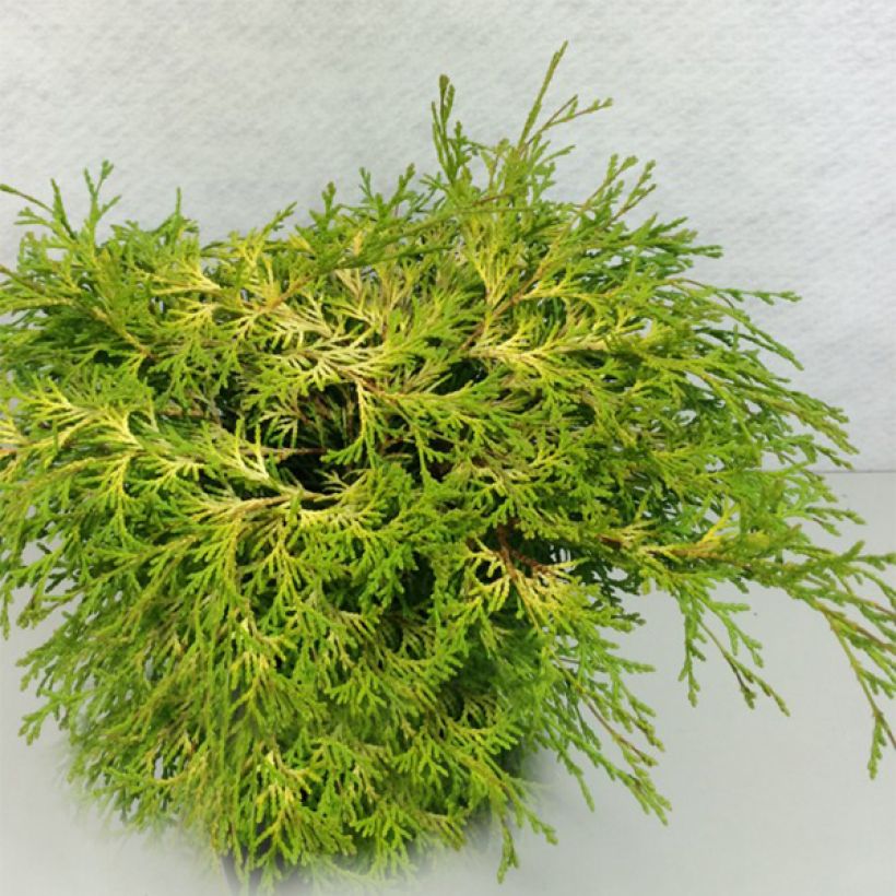 Chamaecyparis obtusa Kamarachiba - Faux cyprès hinoki du Japon                (Plant habit)