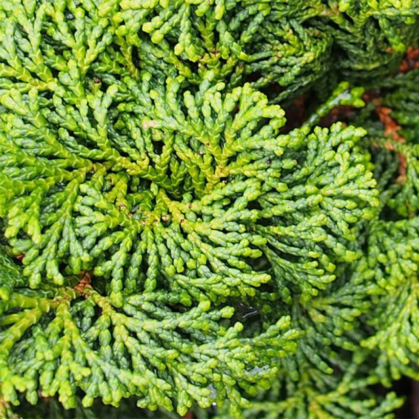 Faux cyprès du Japon - Chamaecyparis obtusa Kosteri (Foliage)