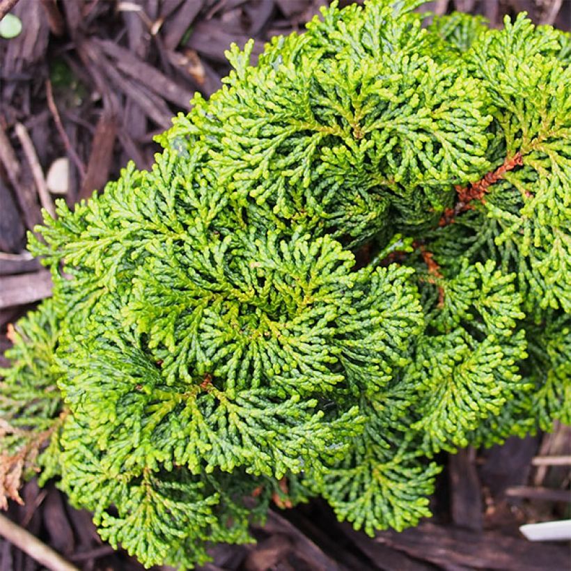Faux cyprès du Japon - Chamaecyparis obtusa Kosteri (Plant habit)