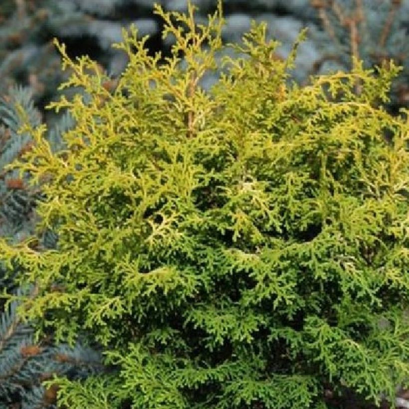 Chamaecyparis obtusa Melody (Foliage)