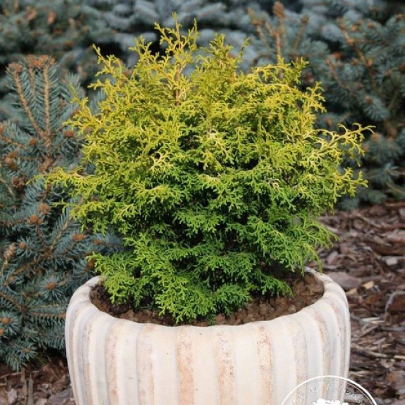 Chamaecyparis obtusa Melody (Plant habit)