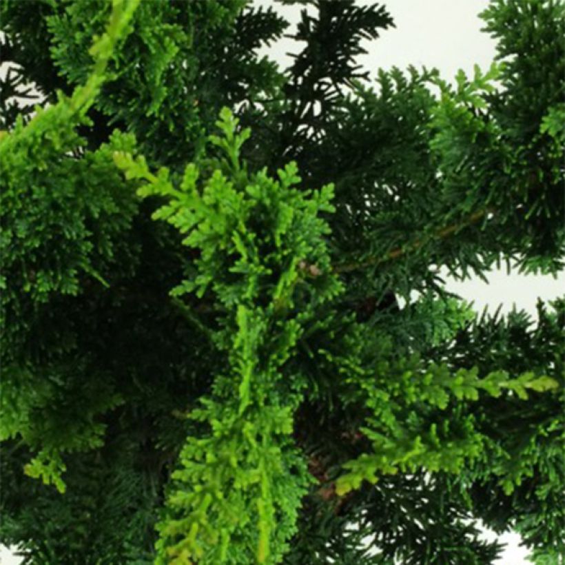 Faux cyprès du Japon - Chamaecyparis obtusa Teddy Bear (Foliage)