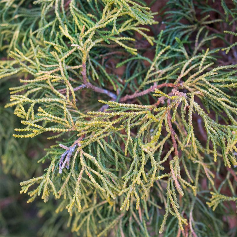 Faux cyprès du Japon - Chamaecyparis obtusa Tsatsumi Gold                (Foliage)