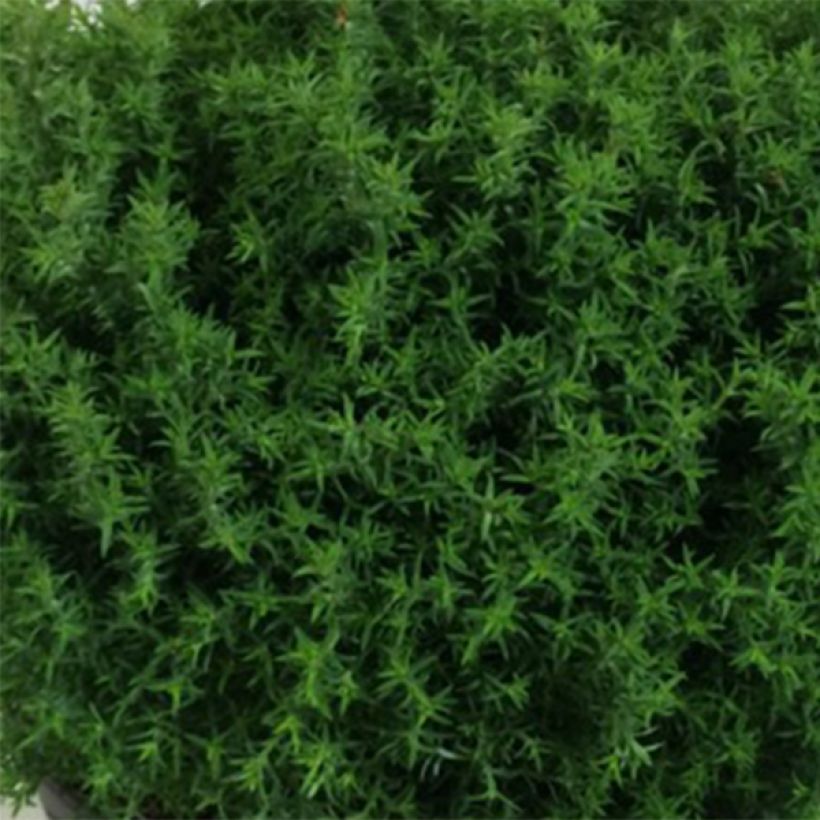 Chamaecyparis obtusa Wissel - Faux cyprès hinoki du Japon                  (Foliage)