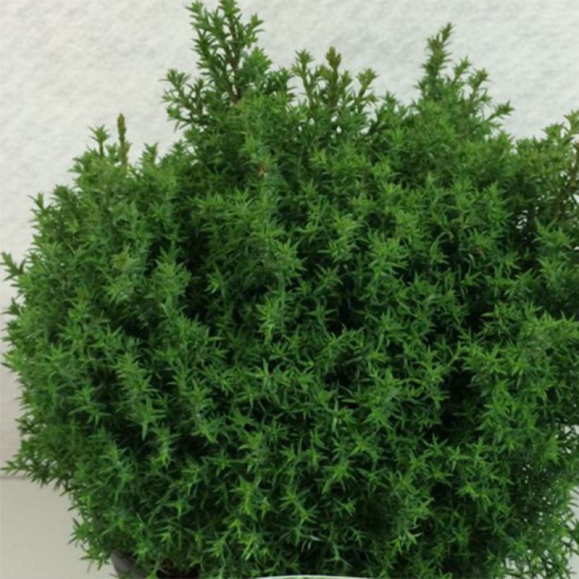 Chamaecyparis obtusa Wissel - Faux cyprès hinoki du Japon                  (Plant habit)