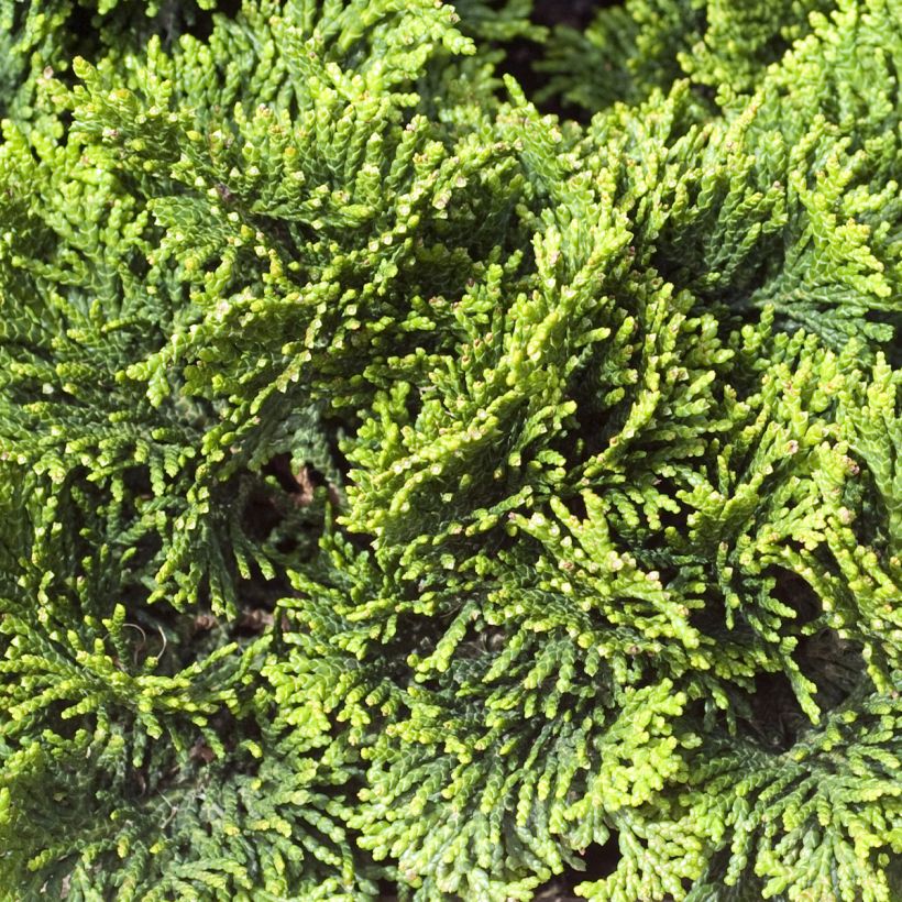 Cyprès hinoki du Japon - Chamaecyparis obtusa Contorta (Foliage)