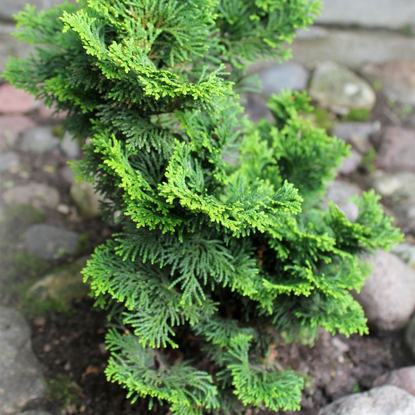Cyprès hinoki du Japon - Chamaecyparis obtusa Contorta (Plant habit)