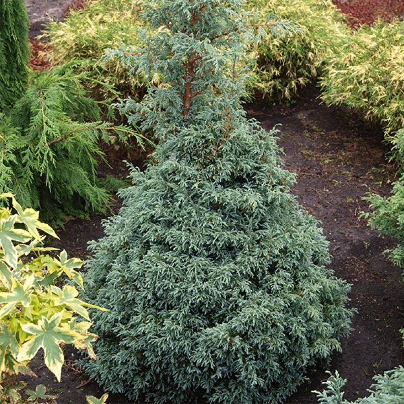 Cyprès Sawara - Chamaecyparis pisifera Baby Blue                (Plant habit)