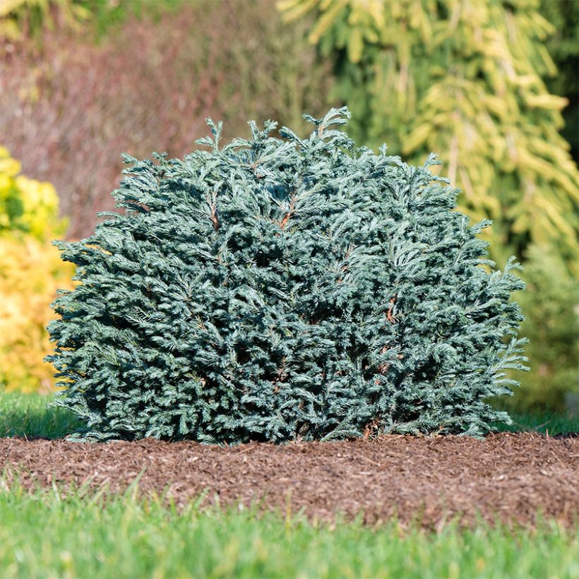 Chamaecyparis pisifera Blue Moon - Cyprès Sawara (Plant habit)