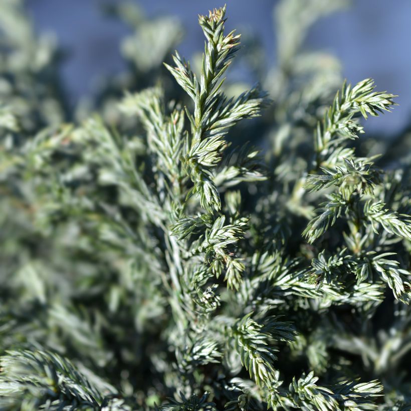 Chamaecyparis pisifera Blue Moon - Cyprès Sawara (Foliage)