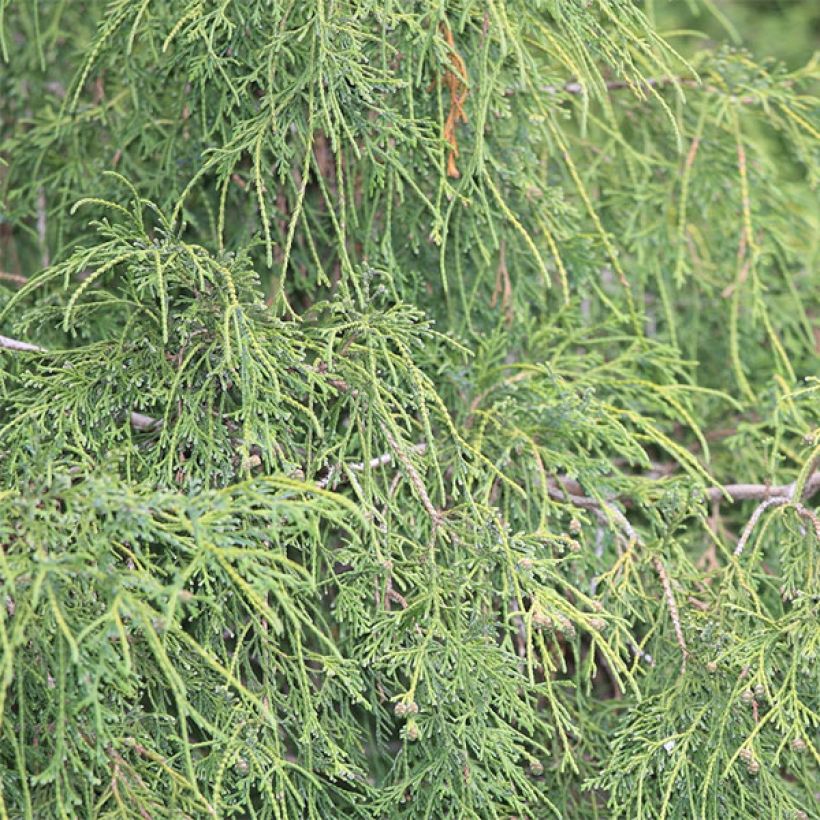 Cyprès Sawara - Chamaecyparis pisifera Filifera                 (Foliage)