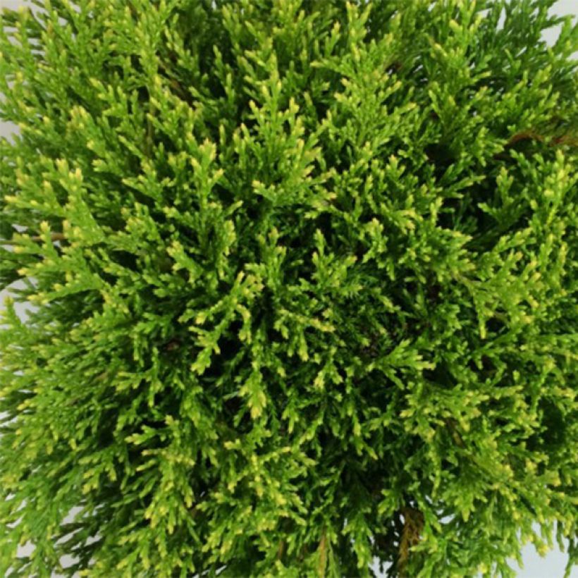 Chamaecyparis pisifera Filip's Happy Day - Cyprès Sawara         (Foliage)