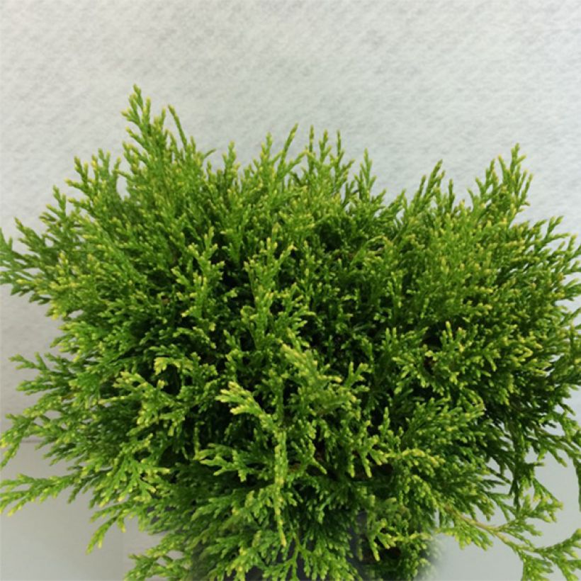 Chamaecyparis pisifera Filip's Happy Day - Cyprès Sawara         (Plant habit)