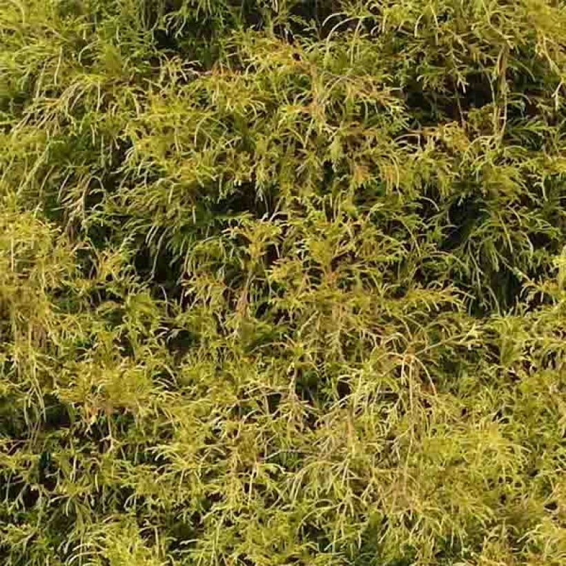 Cyprès Sawara - Chamaecyparis pisifera Golden Mop                (Foliage)