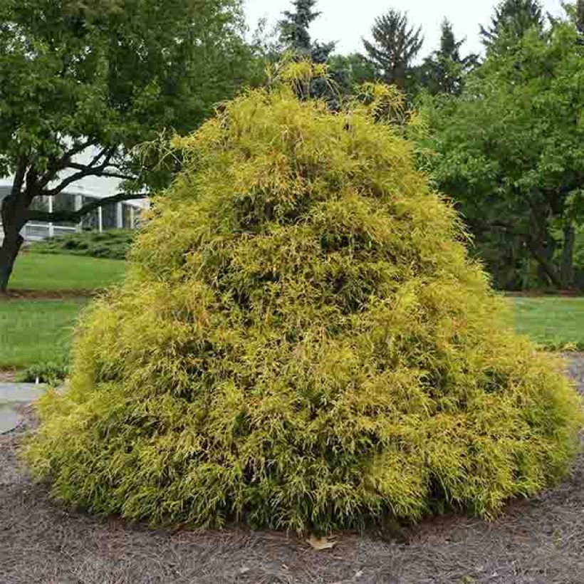 Cyprès Sawara - Chamaecyparis pisifera Golden Mop                (Plant habit)
