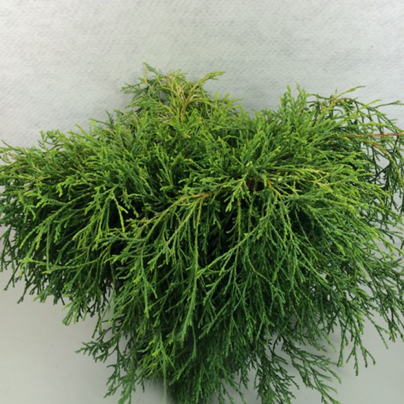 Chamaecyparis pisifera Kaatje - Cyprès Sawara                   (Plant habit)