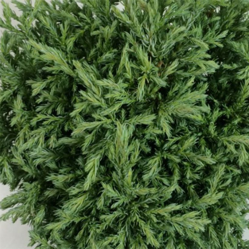 Cyprès Sawara - Chamaecyparis pisifera Lieve                      (Foliage)