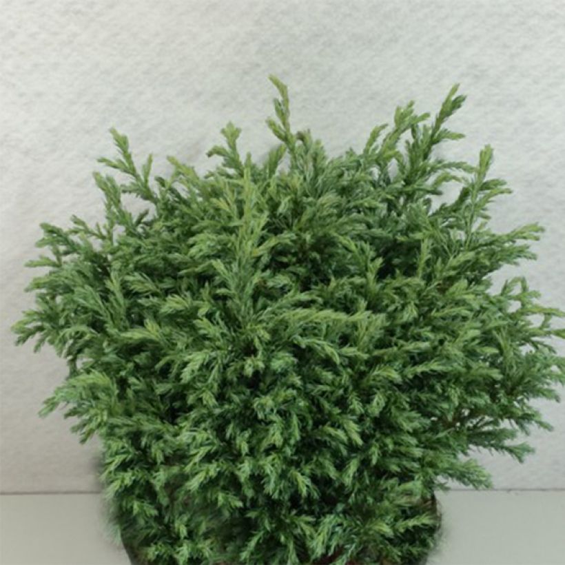 Cyprès Sawara - Chamaecyparis pisifera Lieve                      (Plant habit)