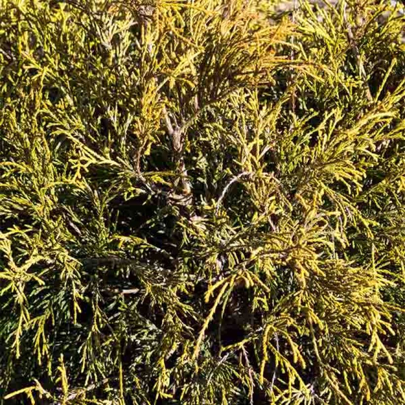 Cyprès Sawara - Chamaecyparis pisifera Sungold                   (Foliage)