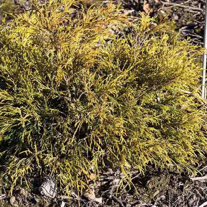 Cyprès Sawara - Chamaecyparis pisifera Sungold                   (Plant habit)