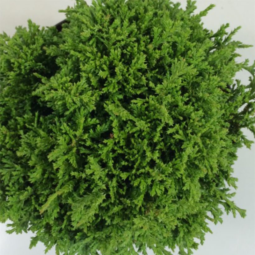 Chamaecyparis pisifera Tsukumo - Cyprès Sawara                  (Foliage)