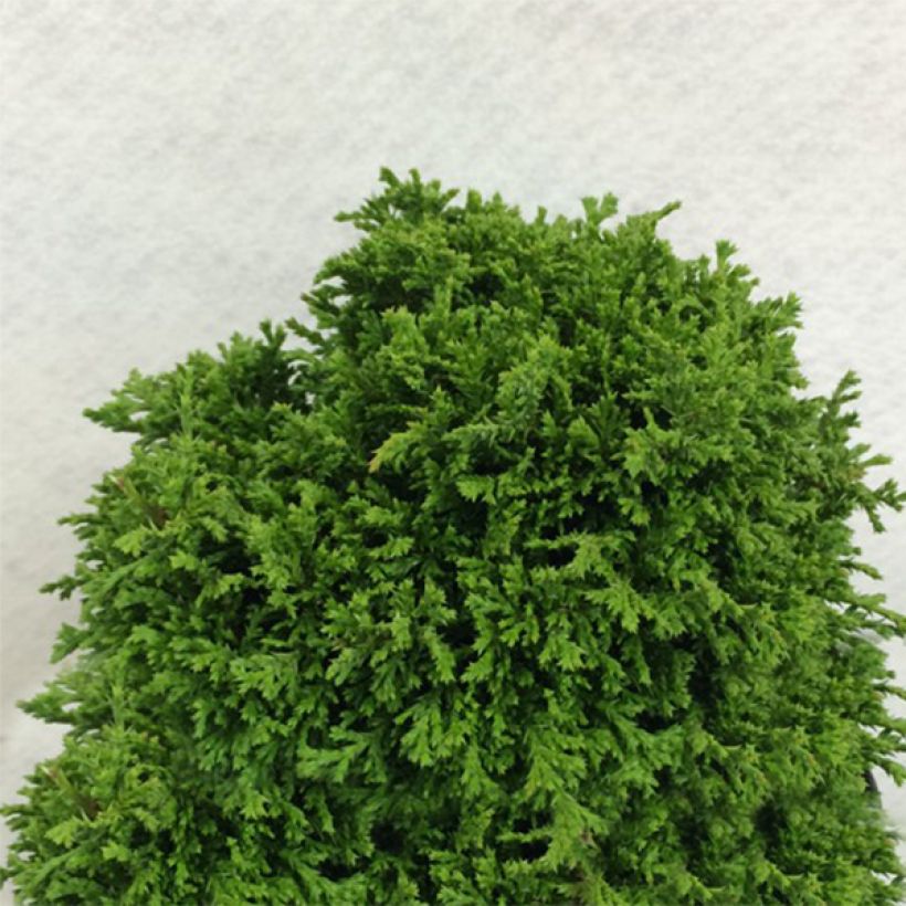 Chamaecyparis pisifera Tsukumo - Cyprès Sawara                  (Plant habit)