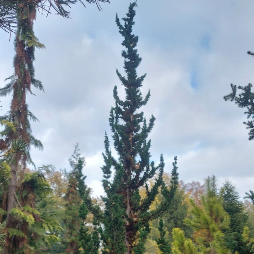 Chamaecyparis lawsoniana Wissel's Saguaro - Cyprès de Lawson (Plant habit)