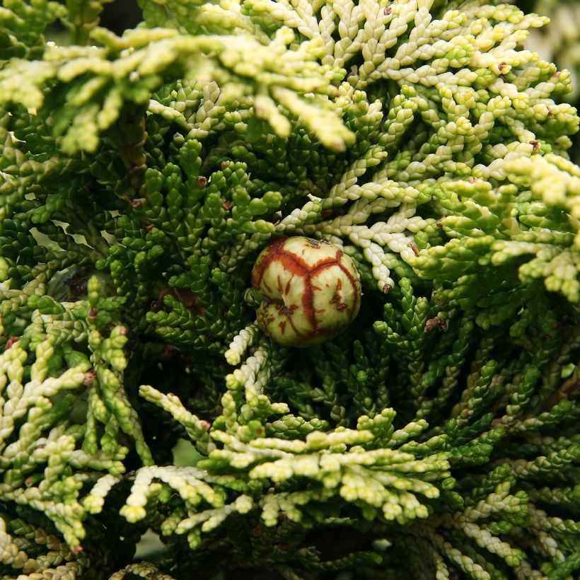 Cyprès hinoki du Japon - Chamaecyparis obtusa Nana Aurea (Harvest)