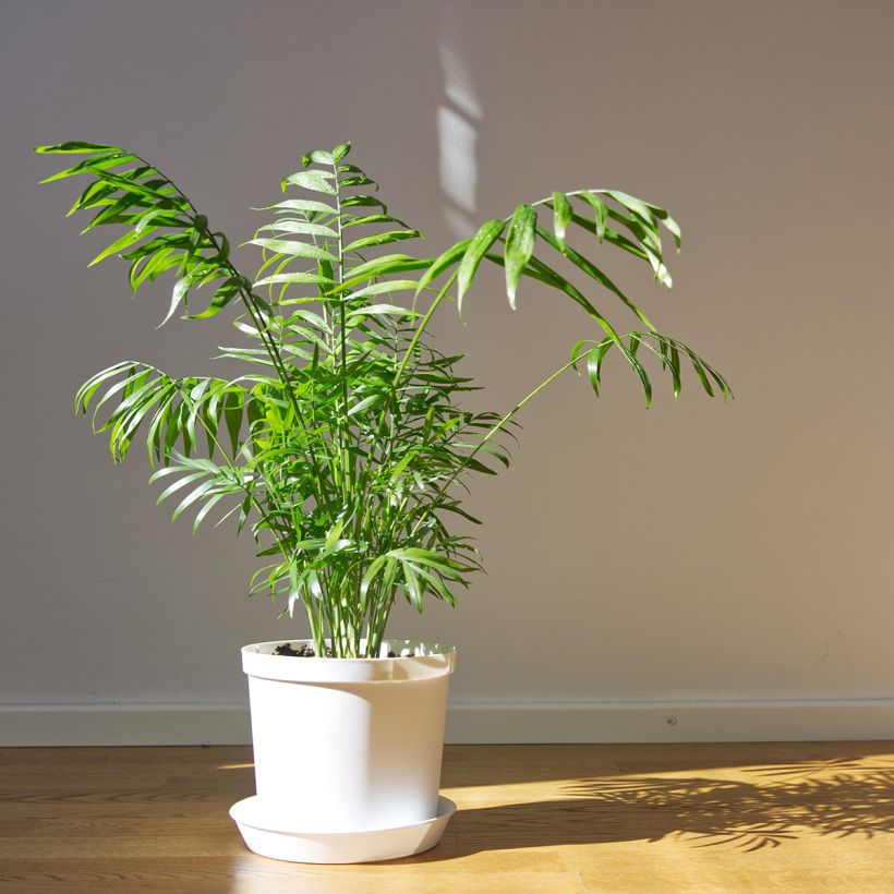 Chamaedorea elegans - Palmier nain d'appartement (Plant habit)