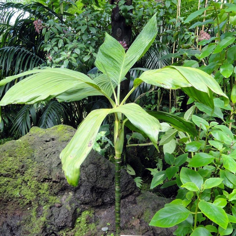 Chamaedorea ernesti-augusti - Palmier d'Ernest August (Plant habit)