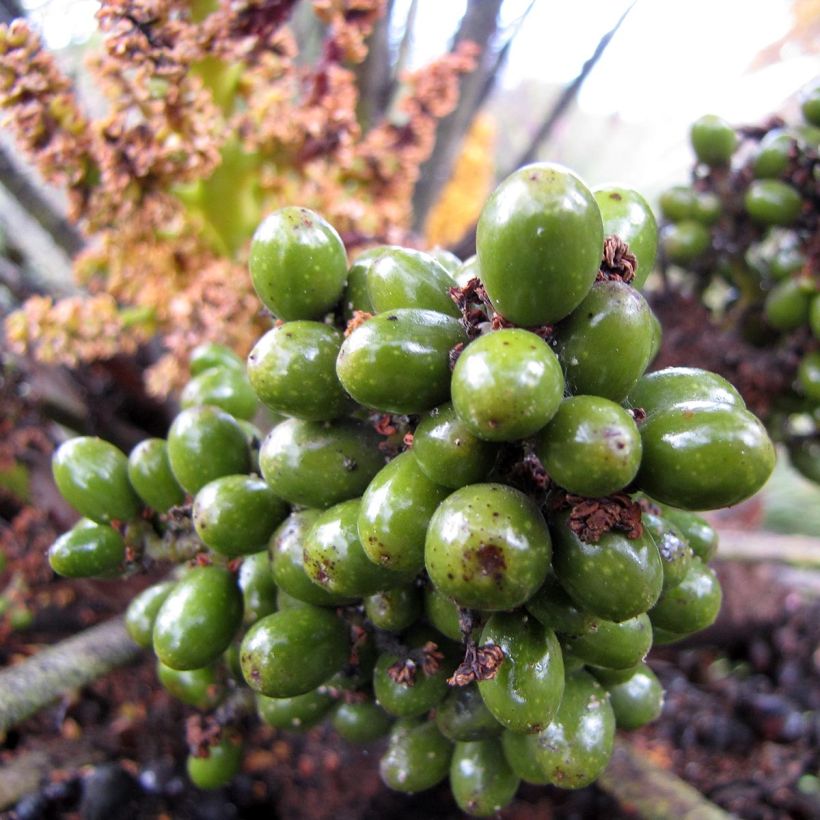 Chamaerops humilis - Palmier nain (Harvest)