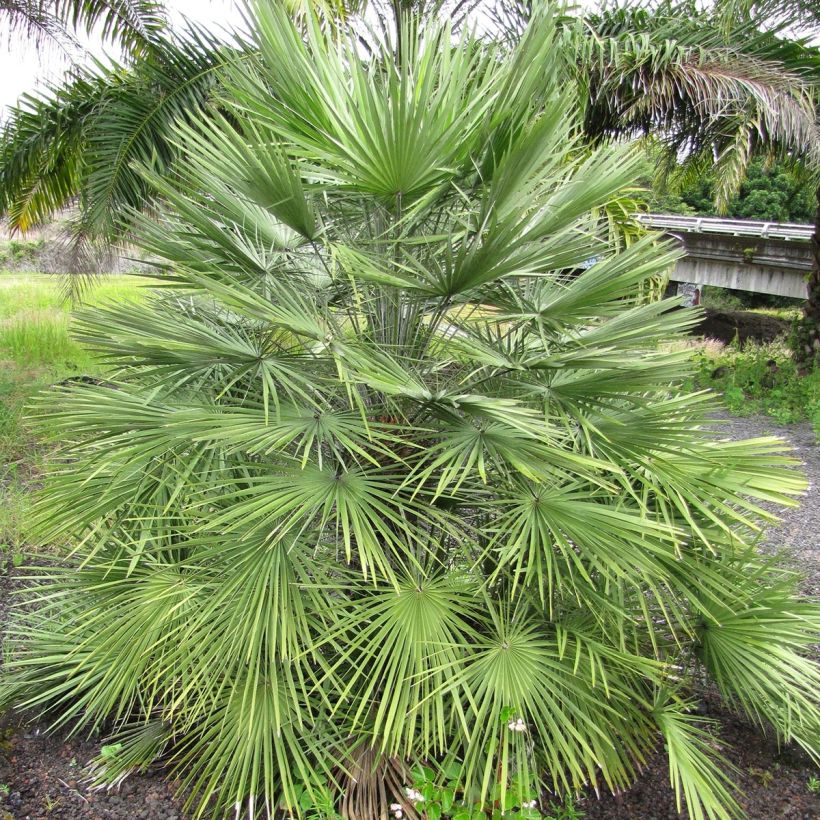 Chamaerops humilis - Palmier nain (Plant habit)