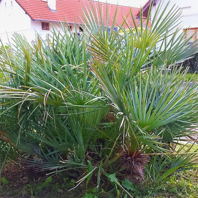 Chamaerops humilis cerifera - Palmier nain bleuté (Plant habit)