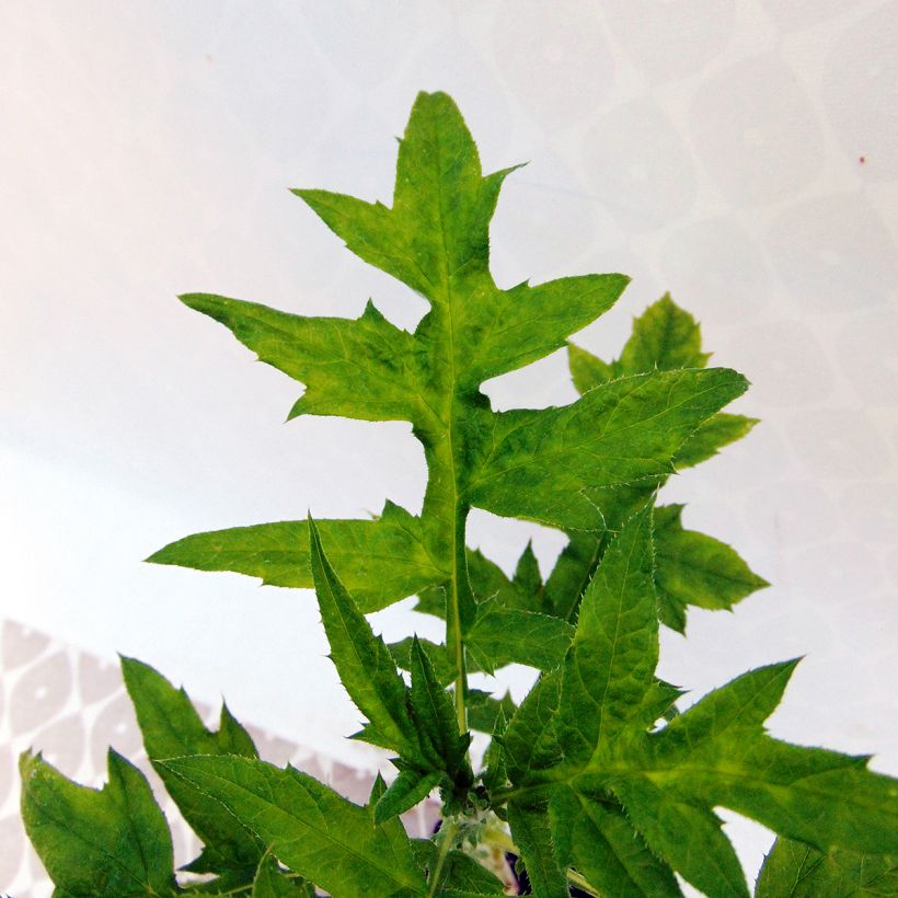 Chardon boule - Echinops ritro (Foliage)