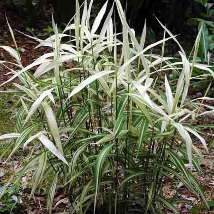 Chasmanthium latifolium River Mist - Uniola latifolia (Plant habit)