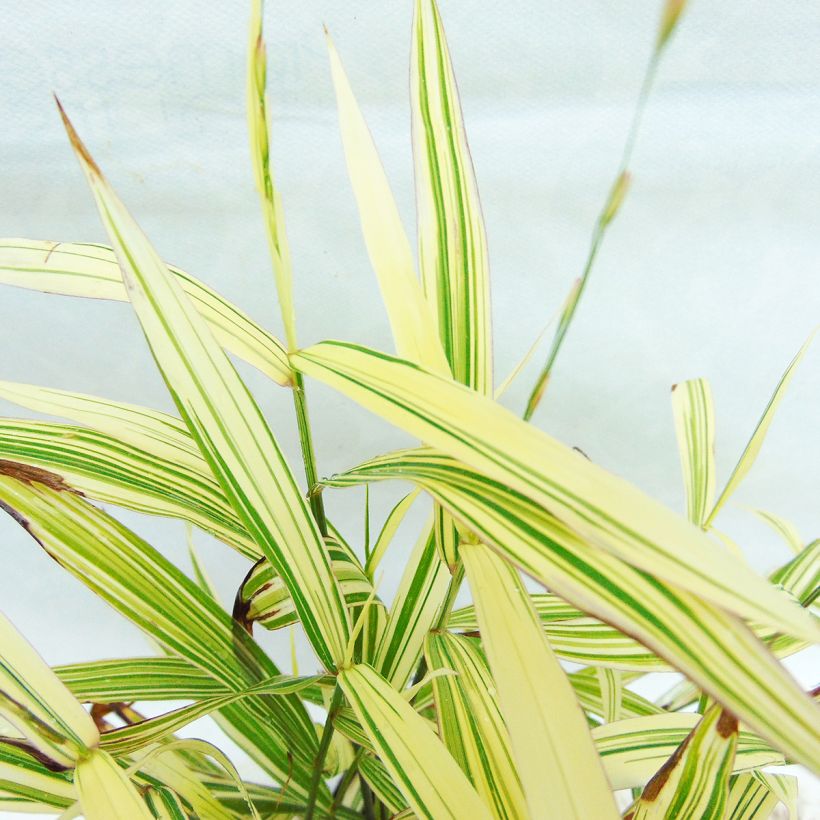 Chasmanthium latifolium River Mist - Uniola latifolia (Foliage)