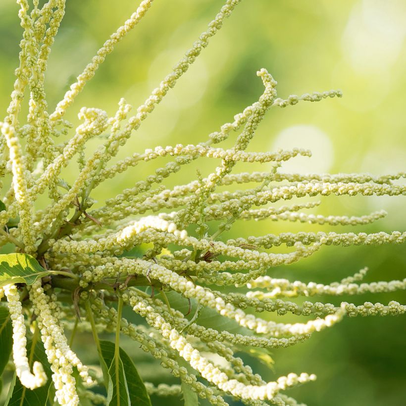 Châtaignier Maraval - Castanea sativa (Flowering)