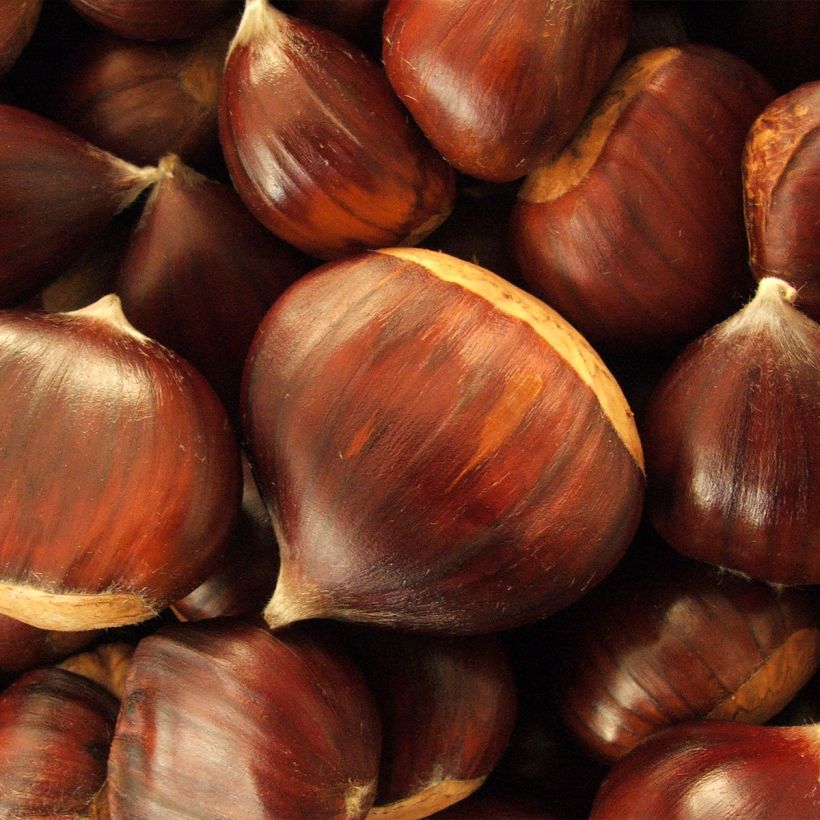 Châtaignier Maraval - Castanea sativa (Harvest)