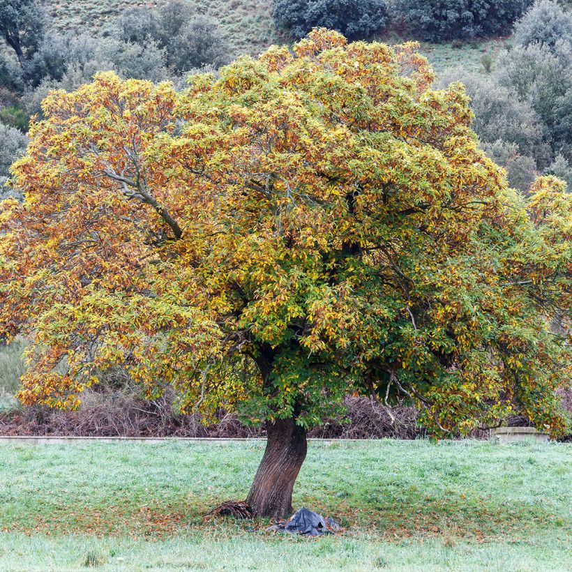 Châtaignier Maraval - Castanea sativa (Plant habit)