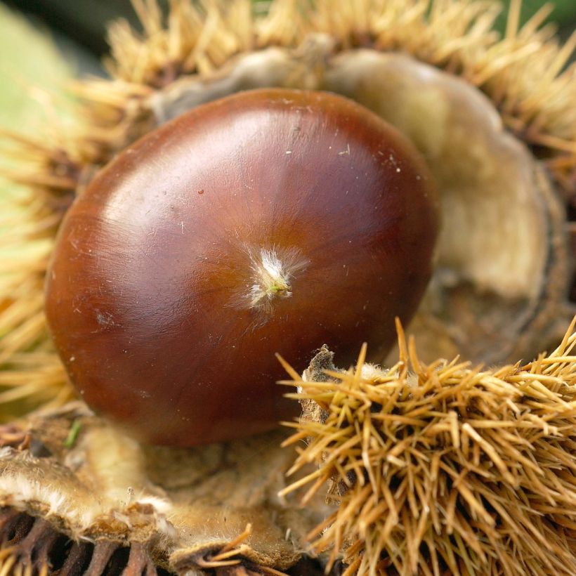 Châtaignier Marigoule - Castanea sativa (Harvest)