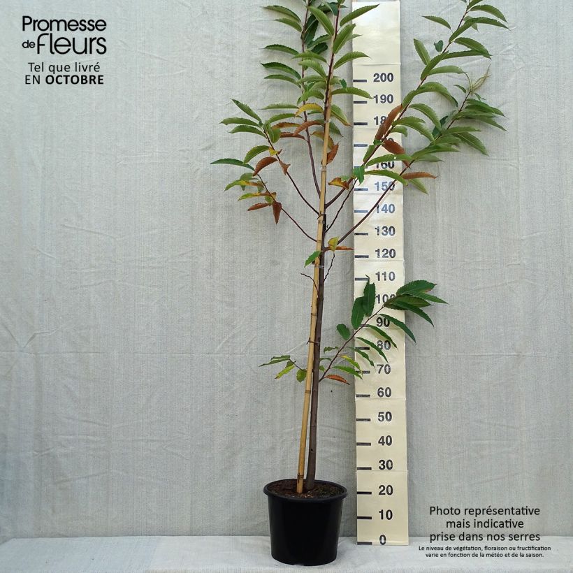 Example of Châtaignier Marigoule - Castanea sativa Pot de 7,5L/10L, Baliveau as you get in automne