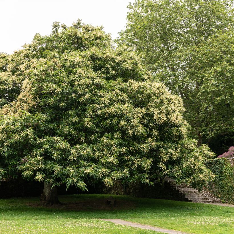 Châtaignier Marlhac - Castanea sativa  (Plant habit)
