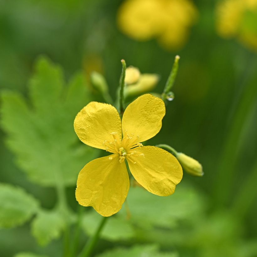Chelidoine BIO - herbe aux verrues (Flowering)