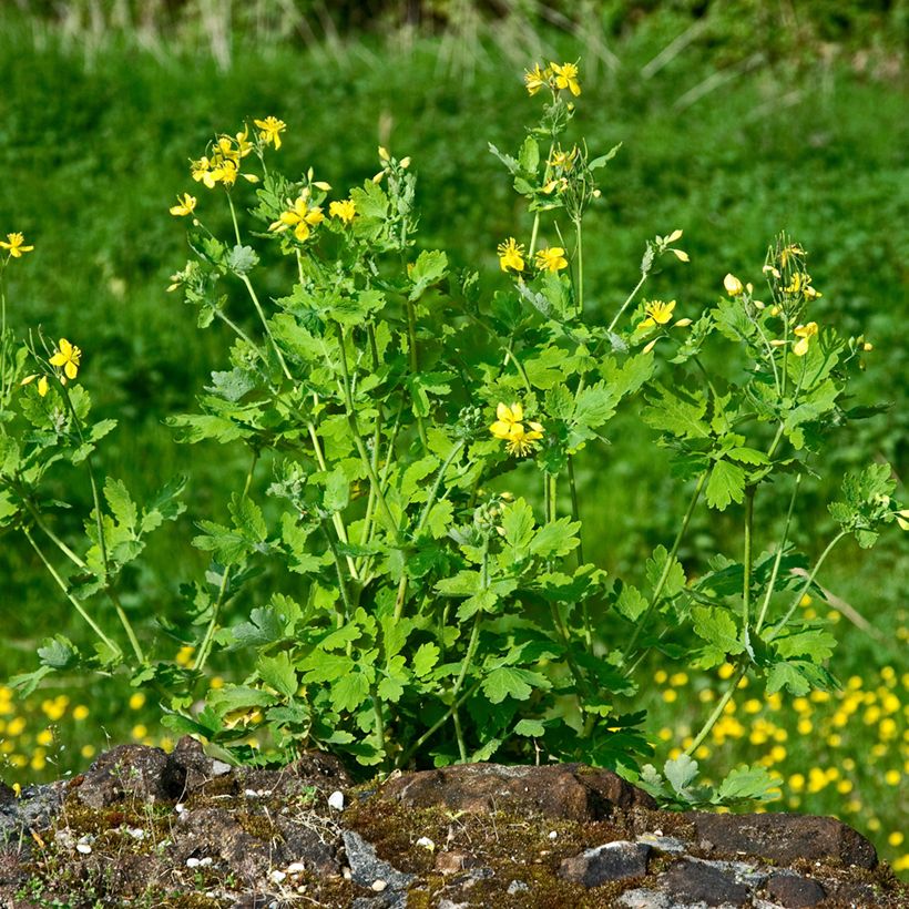Chelidoine BIO - herbe aux verrues (Plant habit)